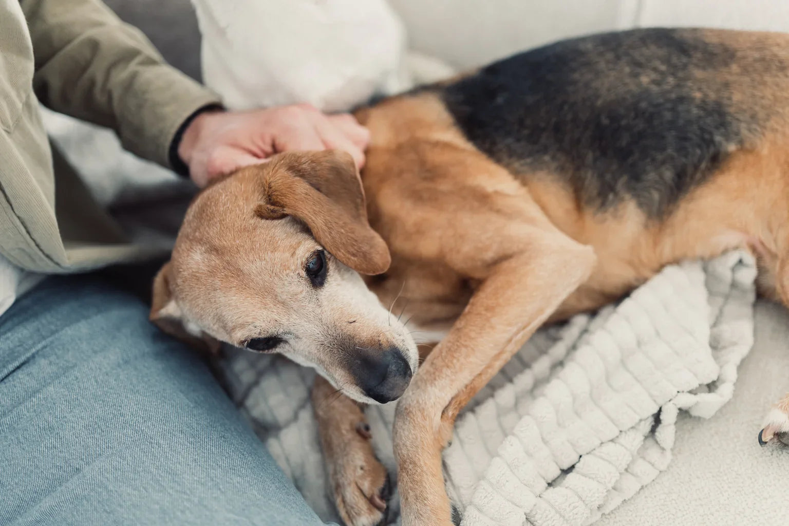 Hund wird liebevoll gestreichelt