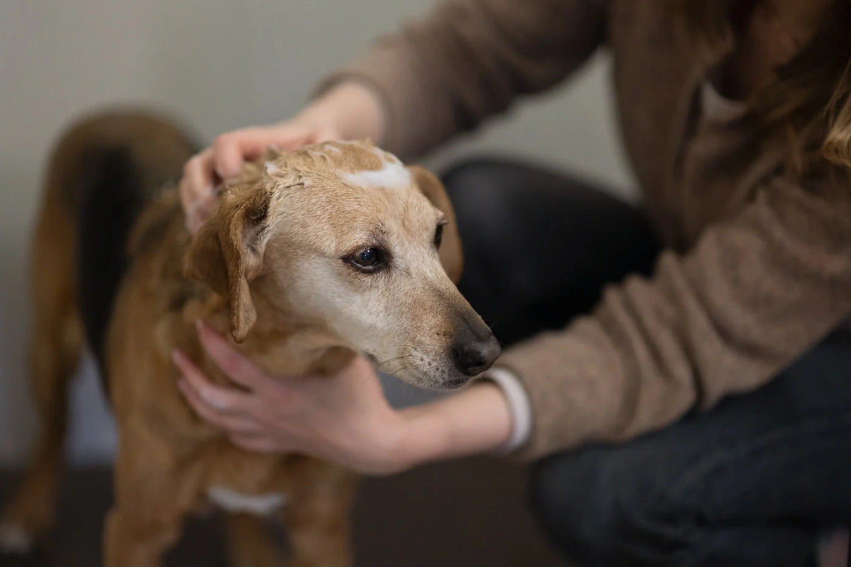 Glücklicher Hund wird liebevoll mit Shampoo gebadet