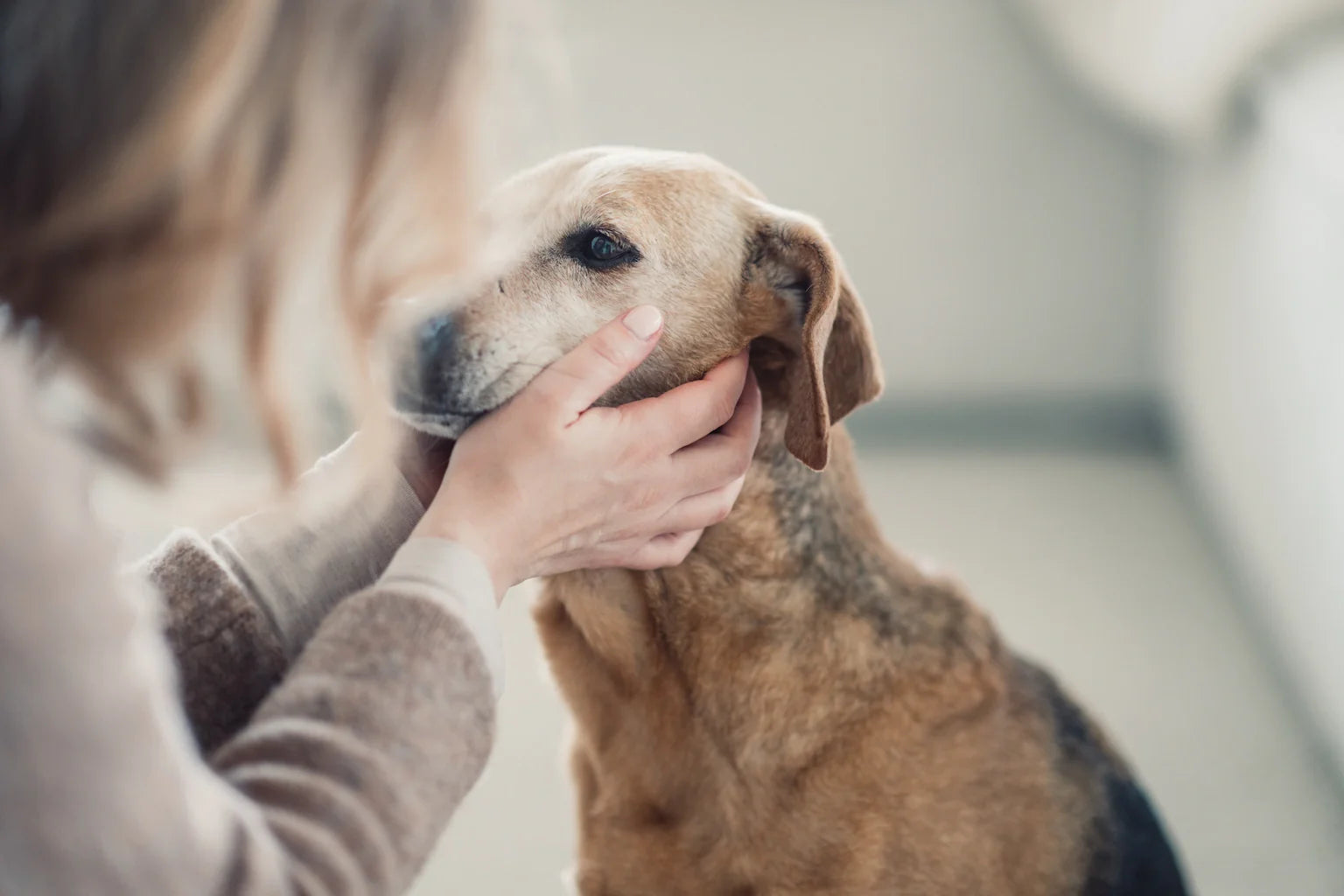 Hund wird liebevoll gestreichelt – natürliche Fellpflege von hej iara