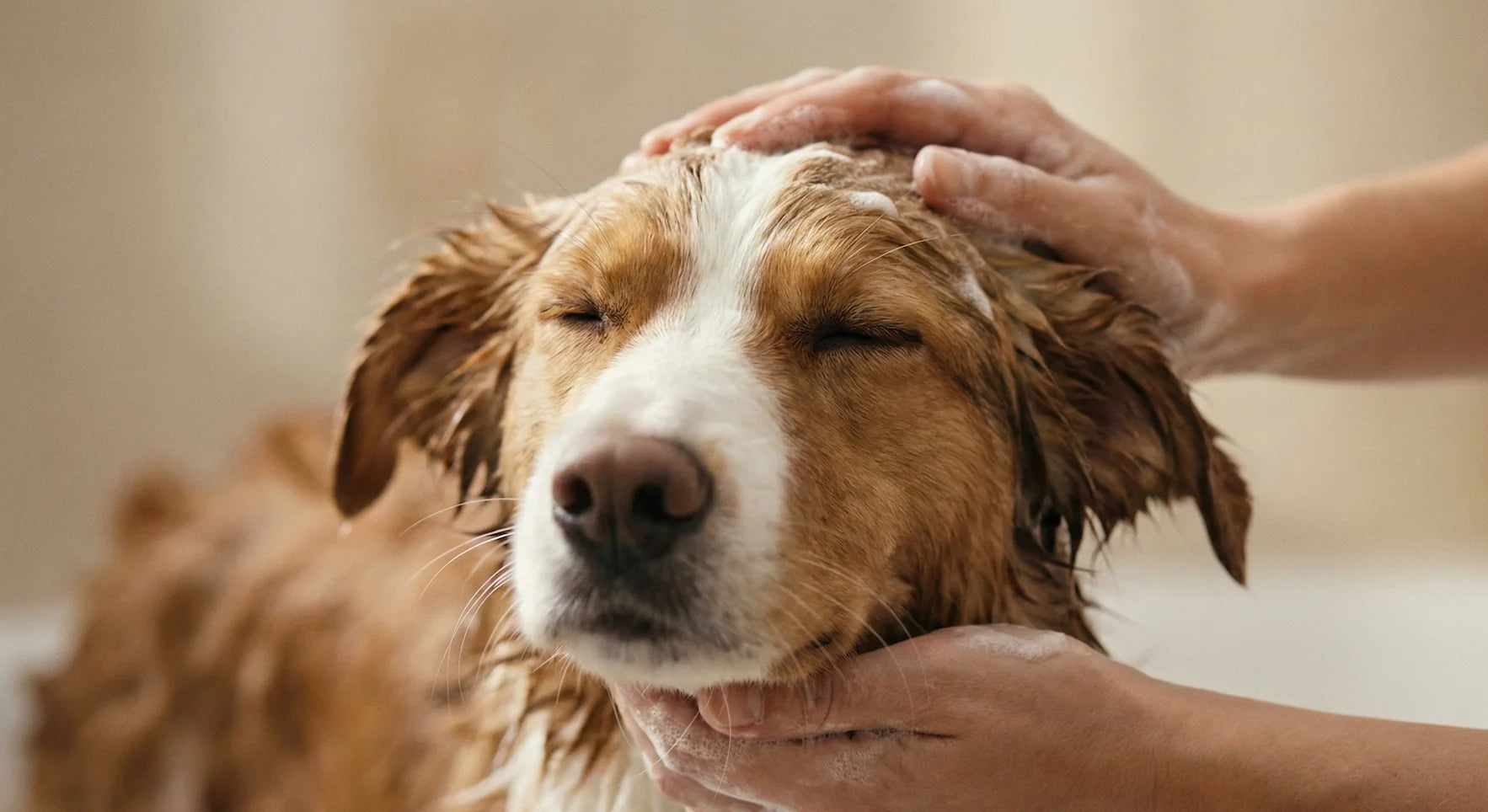 Entspannter Hund wird sanft mit Hundeshampoo gewaschen – Wissenswertes rund um Hundepflege