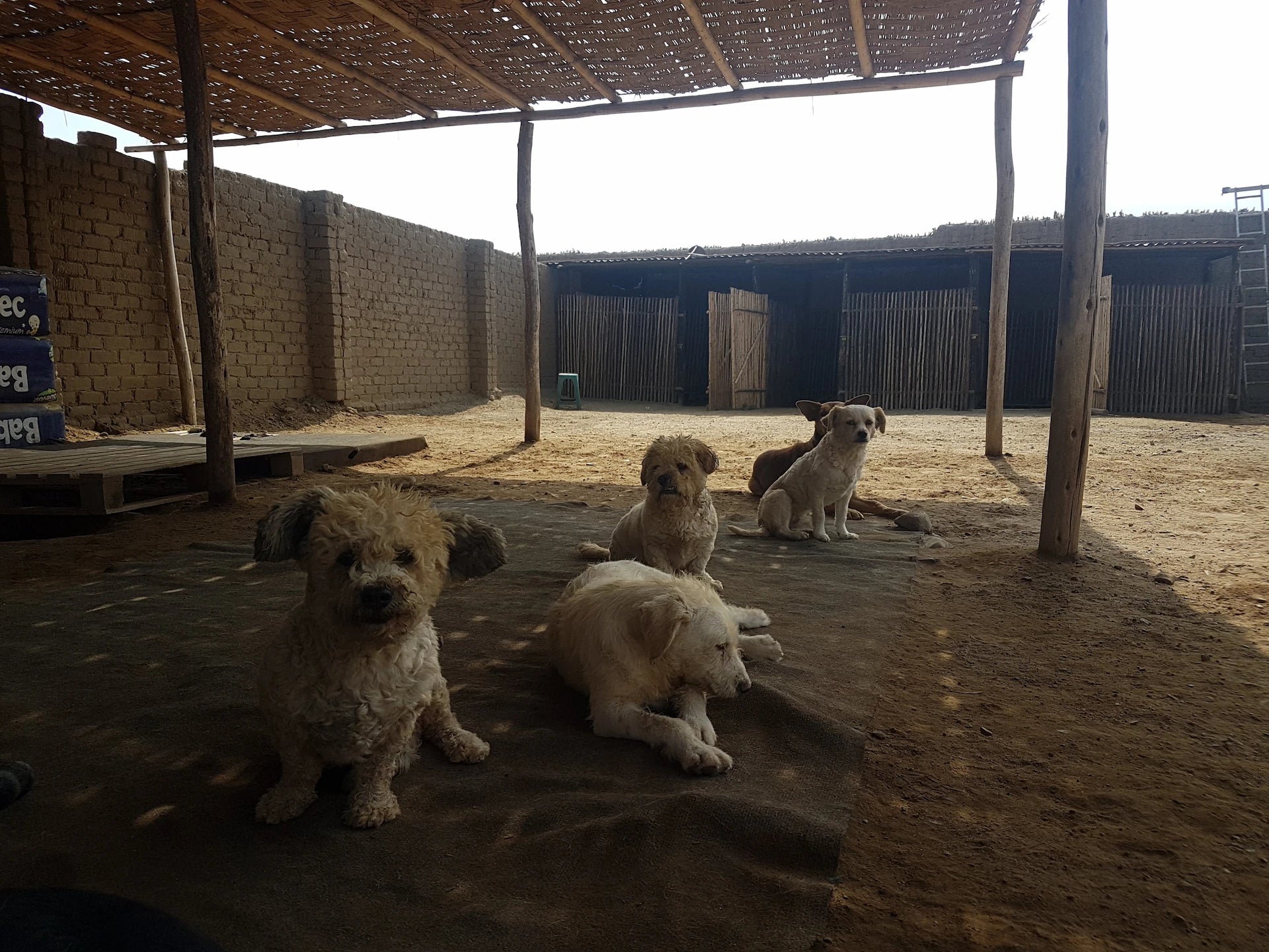 Streunende Hunde im Tierheim – hej iara unterstützt heimatlose Tiere weltweit