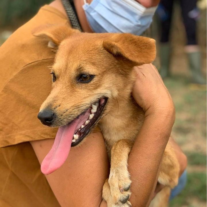 Spende an das Tierheim