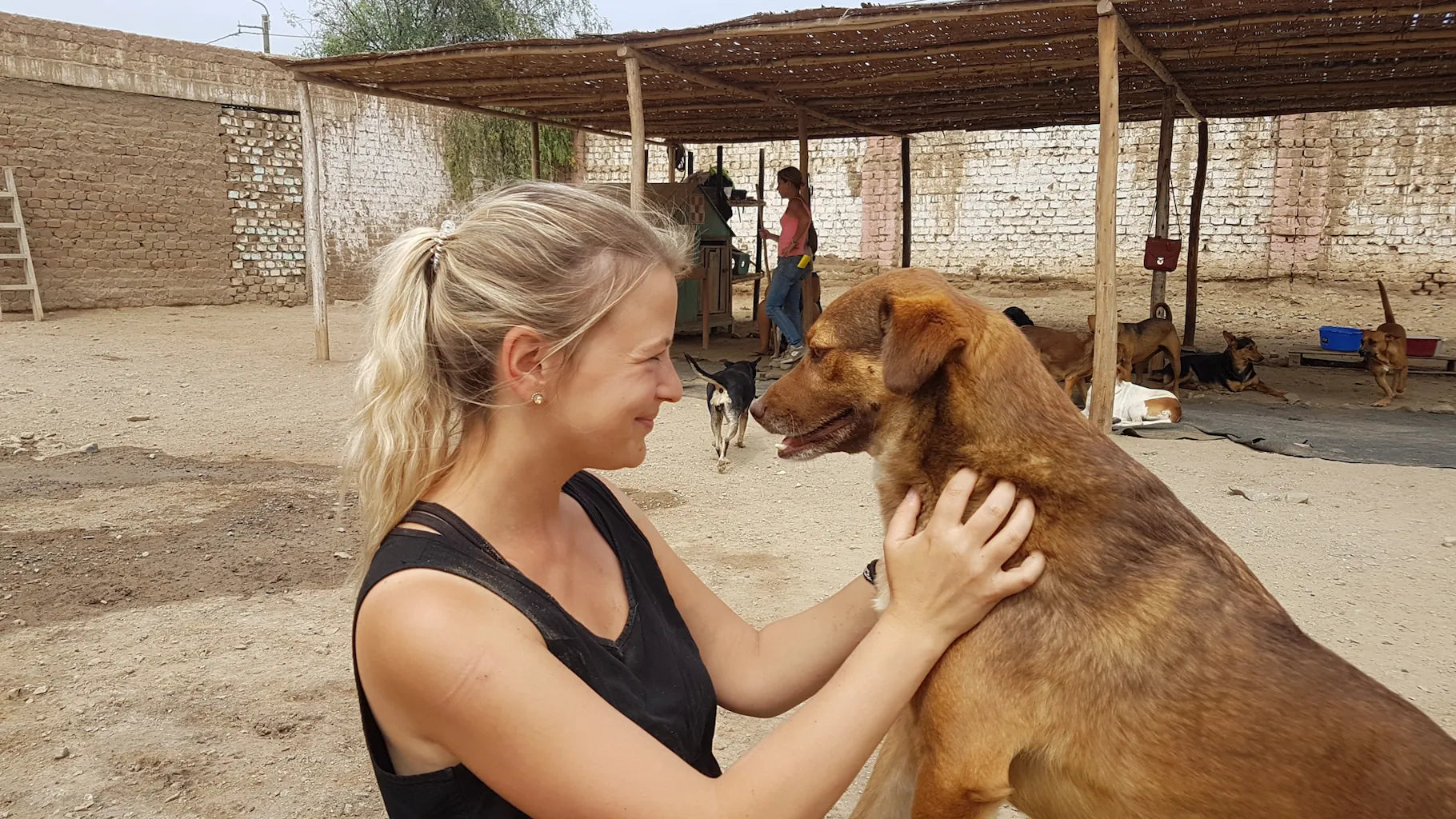 Die Gründerin von hej iara bei der Arbeit mit Strassenhunden