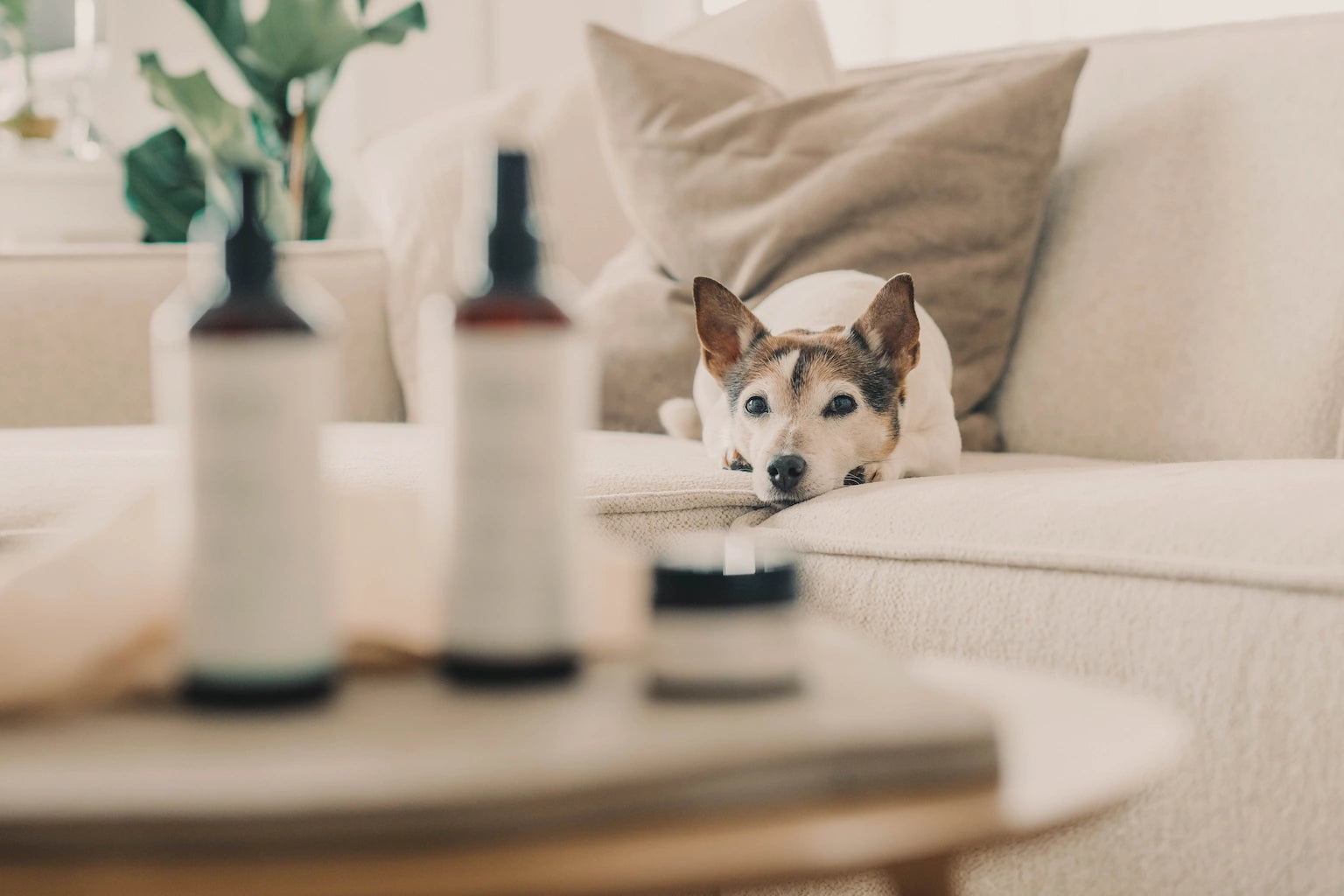 Sanfte Hundepflege von hej iara steht auf einem Tisch