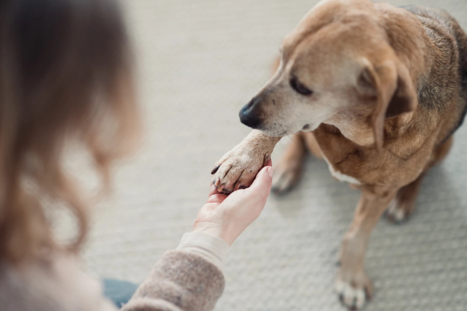 Hund gibt seine saubere Pfoten dem Frauchen