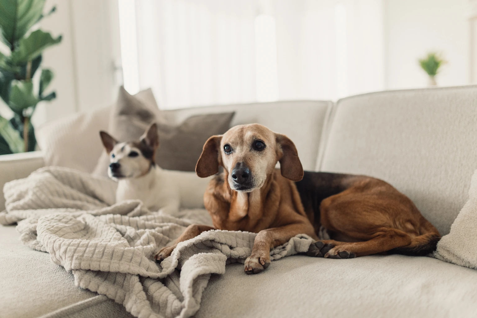 11:54Claude hat geantwortet: > Zwei Hunde liegen entspannt auf dem Sofa – natürliche Hundepflege von hej iara
Zwei Hunde liegen entspannt auf dem Sofa – natürliche Hundepflege von hej iara