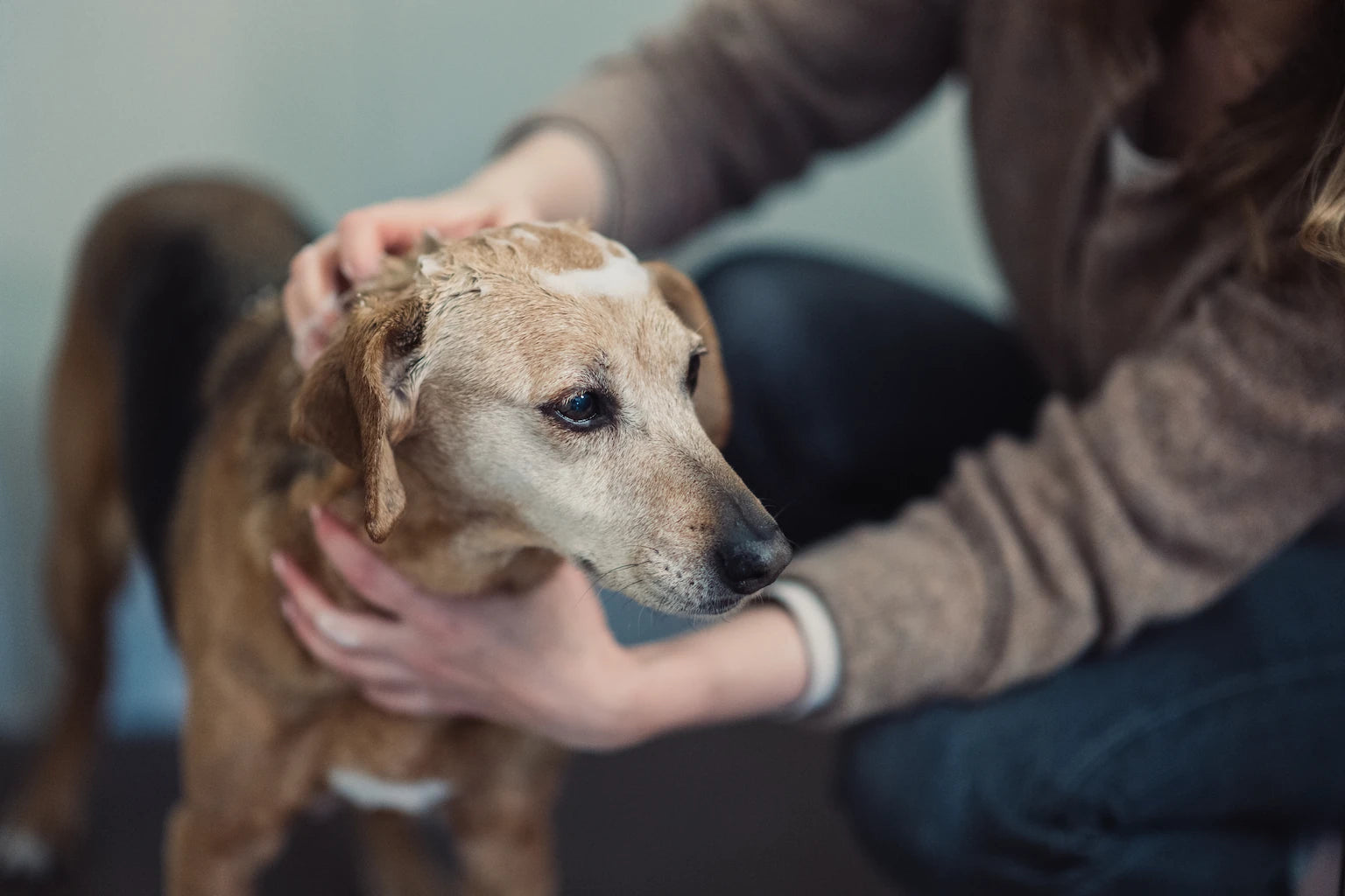 Hund wird liebevoll gebadet