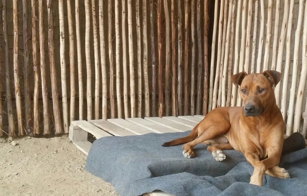 Geretteter Strassenhund ruht sich im Tierheim aus – unterstützt durch hej iara